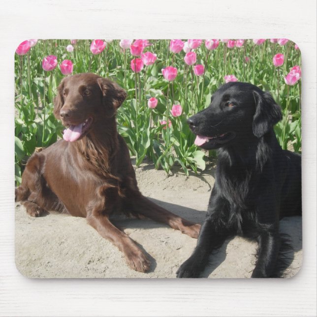 Mick u. Patsy in den Tulpen 011 Mousepad (Vorne)