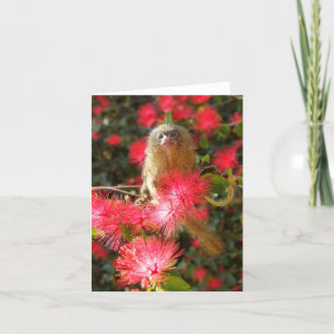 Mico dans les cartes pour notes "sauvages"