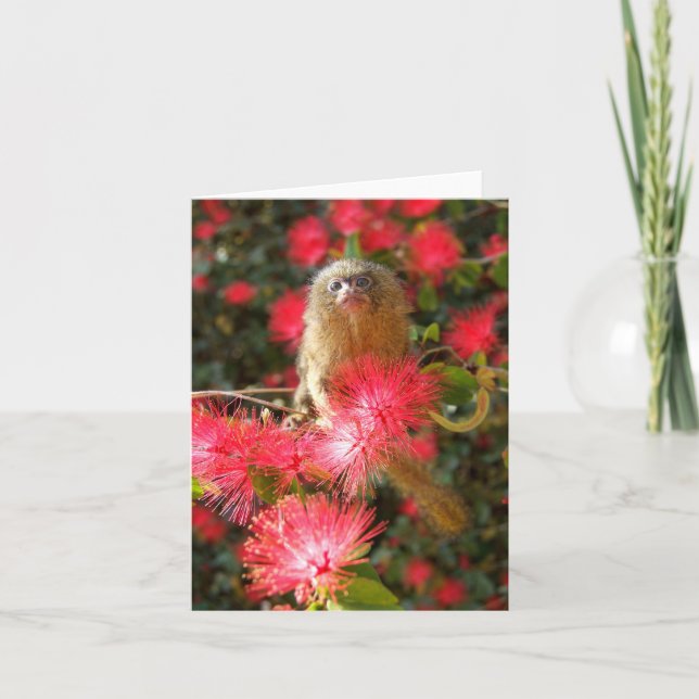 Mico im "wilden" Notecards Karte (Vorderseite)