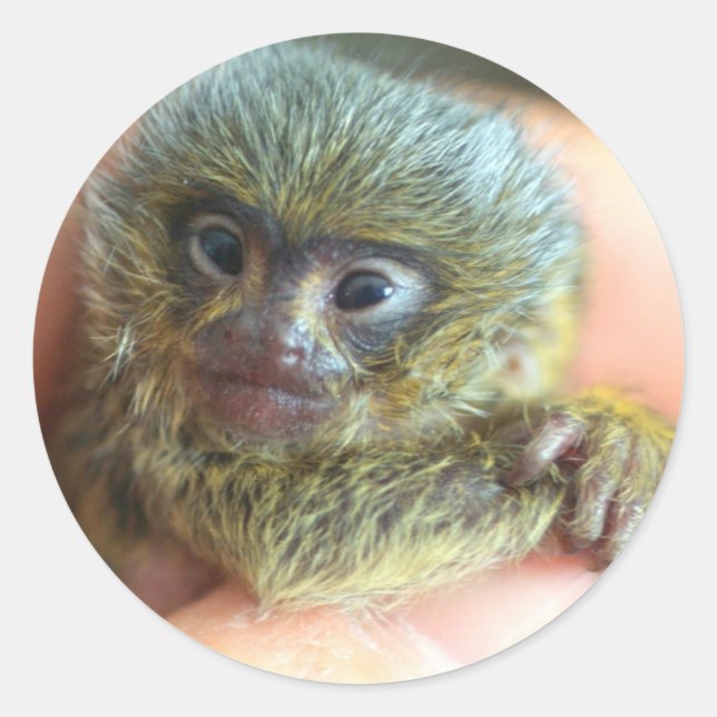 Mico Sticker (Vorderseite)