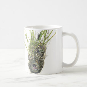 Microhabitat Tasse