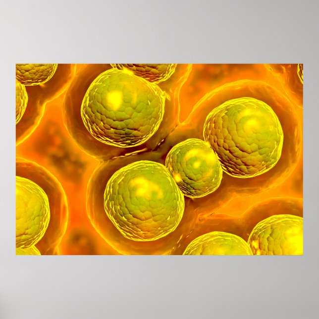 Microscopic View Of Chlamydia Poster (Vorne)