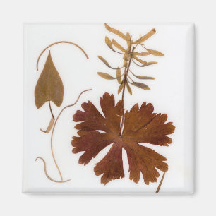 Mid-Century-Modern gepresste Blumen Magnet