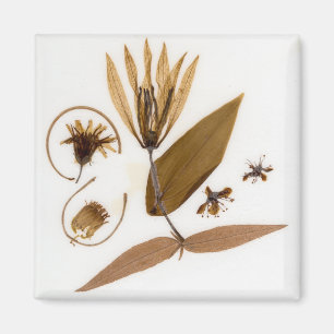 Mid-Century Modern gepresste Trockenblumen Magnet