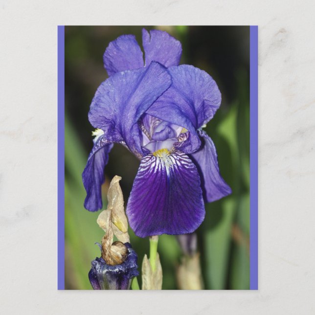 Midinight Iris Floral Postkarte (Vorderseite)