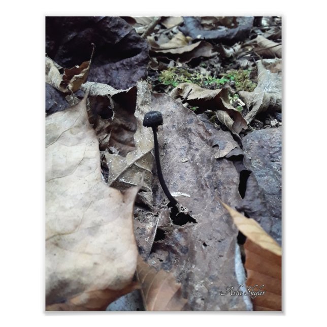 Midnight Cap Fotodruck (Vorne)