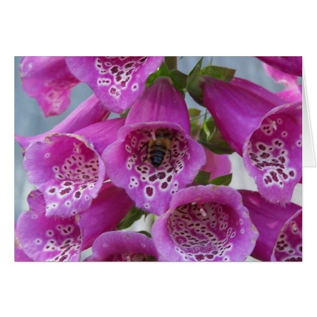 Miel Bee (Devant horizontal)