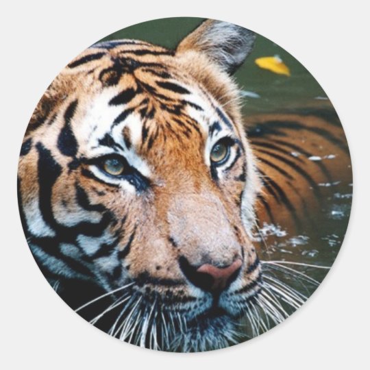 Miettiger im Wasser Runder Aufkleber