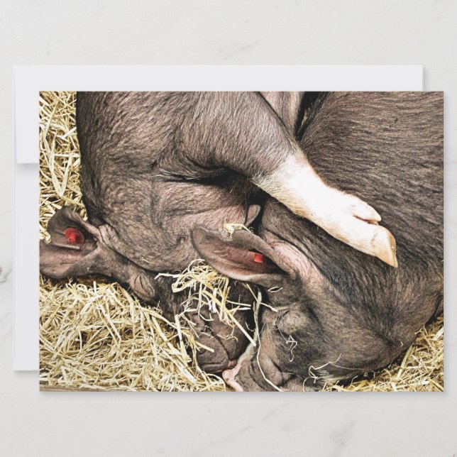 MIEUX PETITS PIGS invitation (Devant)