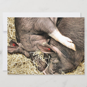 MIEUX PETITS PIGS invitation