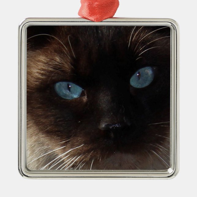 Miezekatze-blaue Augen Silbernes Ornament (Vorne)