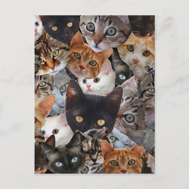 Miezekatze-Collage Postkarte (Vorderseite)