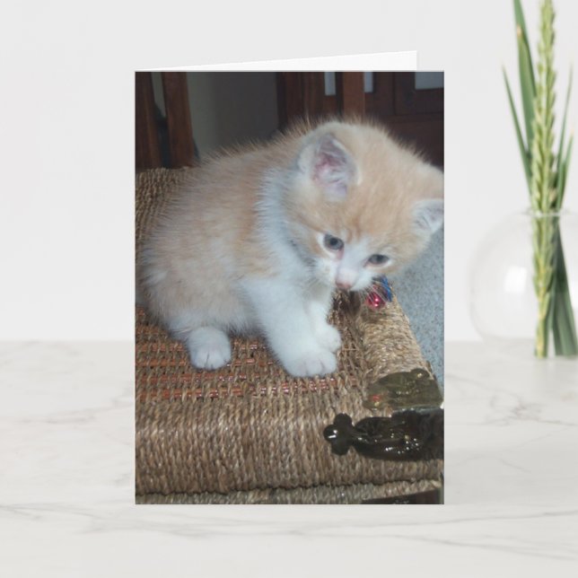 Miezekatze-Geburtstag Karte (Vorderseite)