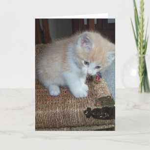 Miezekatze-Geburtstag Karte