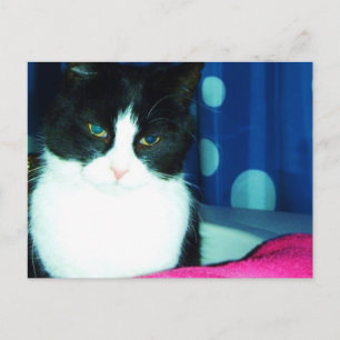 Miezekatze-Katzen-Glühen-Postkarte Postkarte