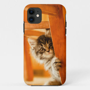 Miezekatze unter Stuhl title_seo2