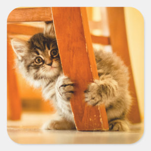Miezekatze unter Stuhl Quadratischer Aufkleber
