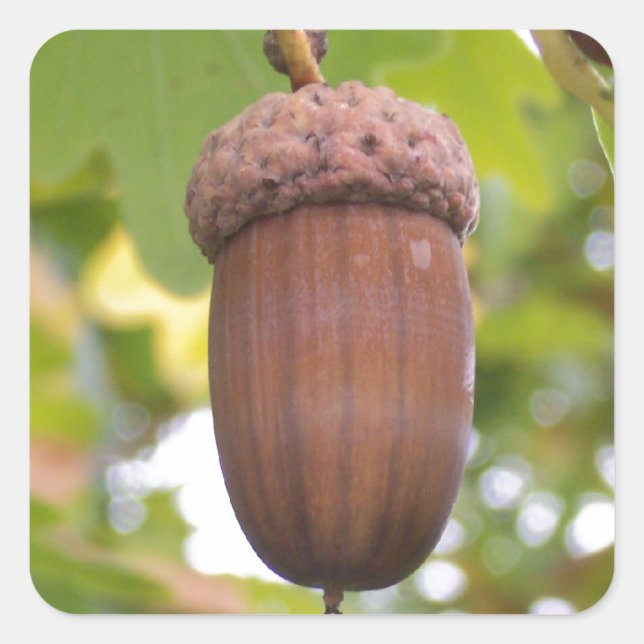 Mighty Acorn in einem Eichenbaum Sticker (Vorderseite)