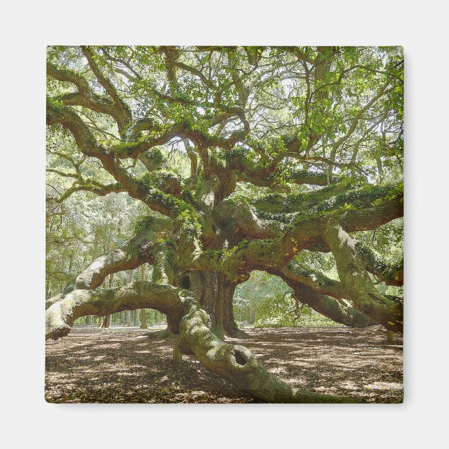 Mighty Angel Oak Magnet (Vorne)