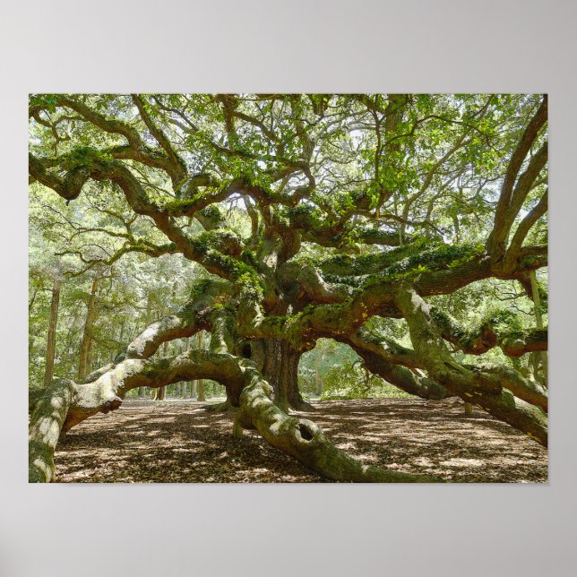 Mighty Angel Oak Poster (Vorne)