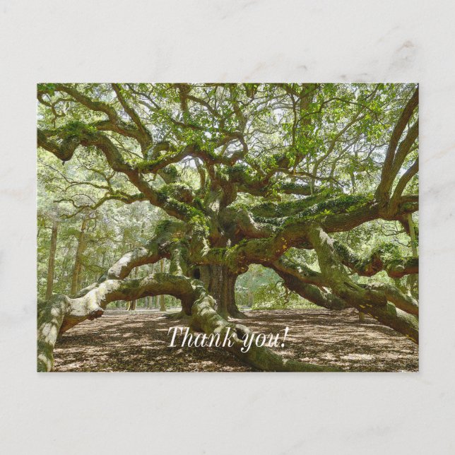 Mighty Angel Oak Postkarte (Vorderseite)