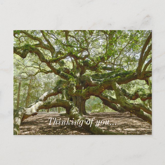 Mighty Angel Oak Postkarte (Vorderseite)