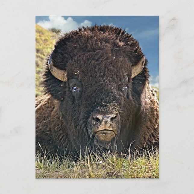 Mighty Bison Postkarten (Vorderseite)