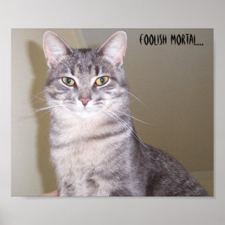 Mighty Feline, töricht... Poster