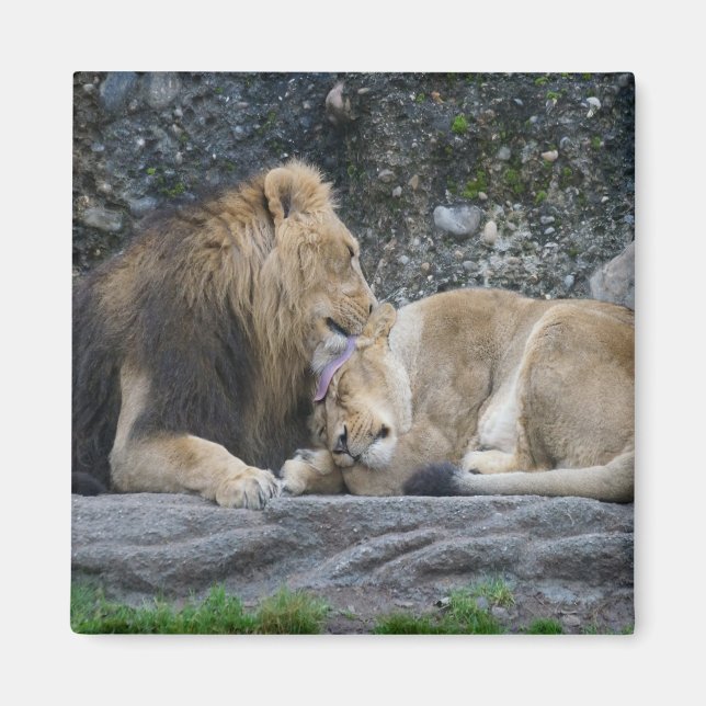 Mighty Lion Liebe Magnet (Vorne)
