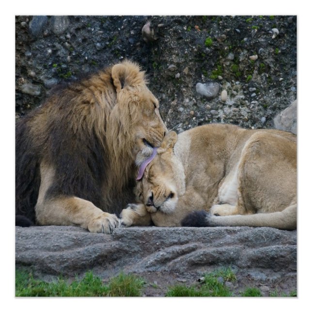 Mighty Lion Liebe Poster (Vorderseite)