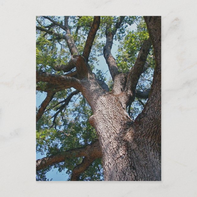 Mighty Oak Postkarte (Vorderseite)