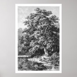 Mighty Oak Tree Vintag Black & White Poster