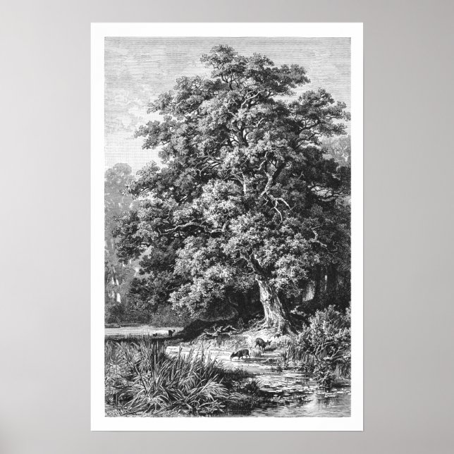Mighty Oak Tree Vintag Black & White Poster (Vorne)