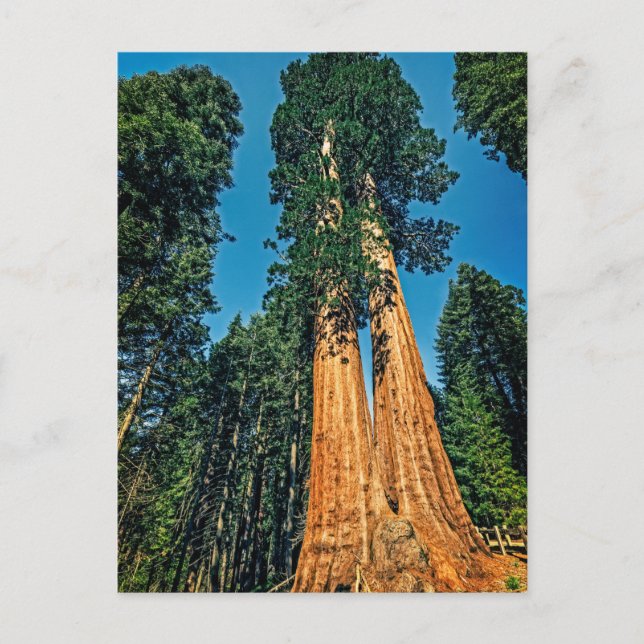 Mighty Redwood Postkarte (Vorderseite)