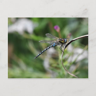 Migrant Hawker Dragonfly Postkarte
