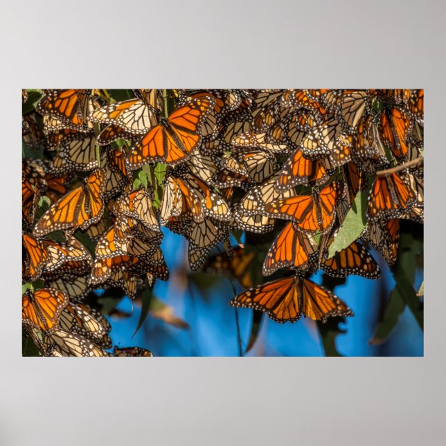 Migrating monarch butterflies cling to leaves poster (Vorne)