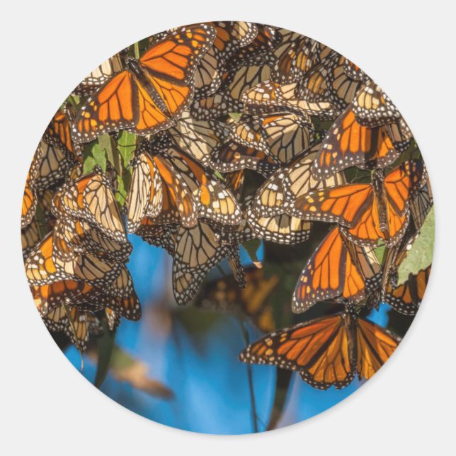 Migrating monarch butterflies cling to leaves runder aufkleber (Vorderseite)