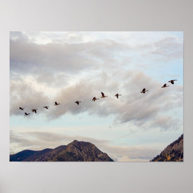 Migration von Vögeln // Naturfotografie Poster (Vorne)
