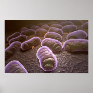 Mikroskopische Ansicht der Bakterien Poster