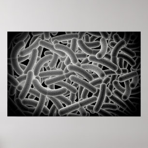 Mikroskopische Ansicht der Bazillen Bakterien Poster
