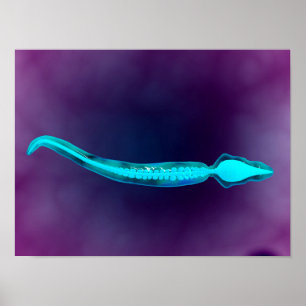 Mikroskopische Ansicht, die Knochen-Struktur von Poster