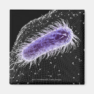 Mikroskopische Ansicht einer helicobacter Magnet