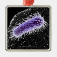 Mikroskopische Ansicht einer helicobacter
