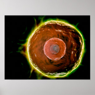 Mikroskopische Ansicht menschlicher B-Zellen 2 Poster