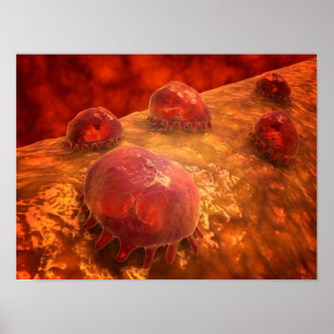 Mikroskopische Ansicht phagozytischer Makrophagen Poster