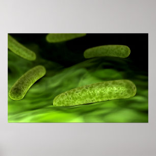 Mikroskopische Ansicht von Bakterien 1 Poster