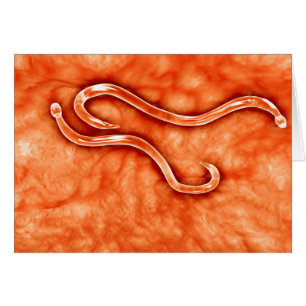 Mikroskopische Ansicht von Hookworm 2