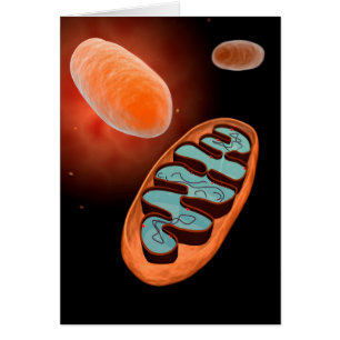 Mikroskopische Ansicht von Mitochondrien 1