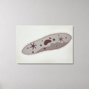 Mikroskopische Ansicht von Paramecium 3 Leinwanddruck