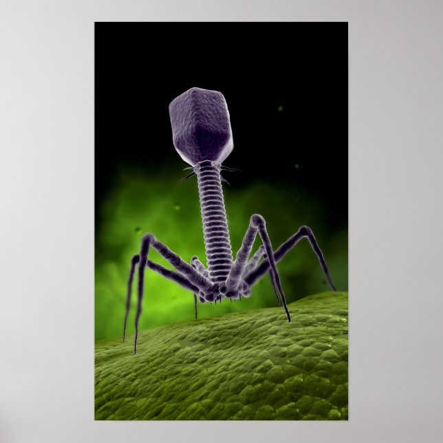 Mikroskopische Darstellung der Bakteriophage Poster (Vorne)